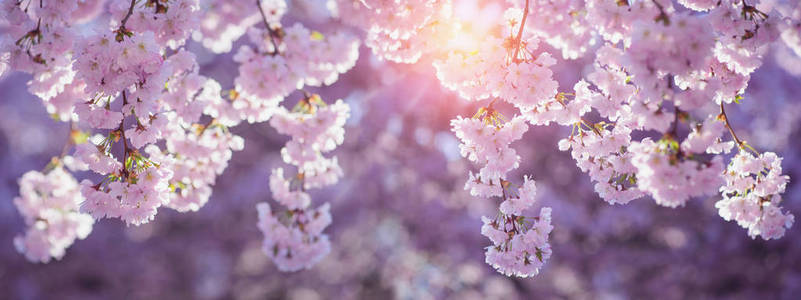 美丽的春天自然风景与粉红色棵开花的树
