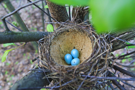 与蓝色的蛋巢