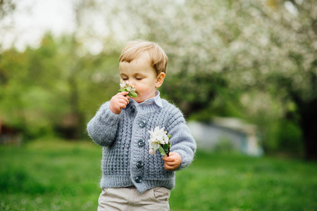 可爱的金发假苹果树在春天盛开的花园，太阳背照明的男孩扑鼻的花朵。调色的照片