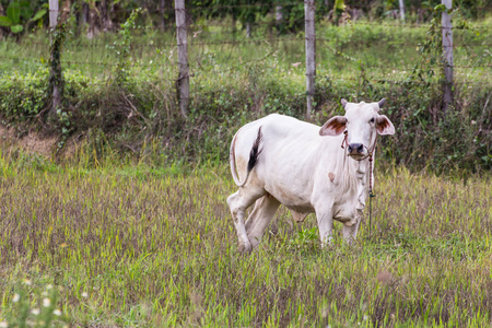 泰国白牛在字段中，哺乳动物