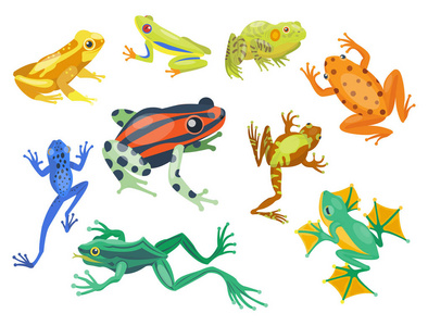 青蛙卡通热带动物卡通自然图标有趣和孤立的吉祥物字符有趣森林野生蟾蜍两栖动物矢量图