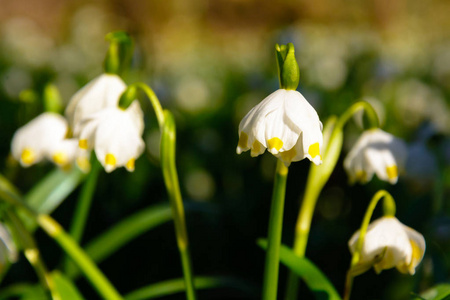 春天的雪花花 Leucojum vernum 在夕阳中绽放