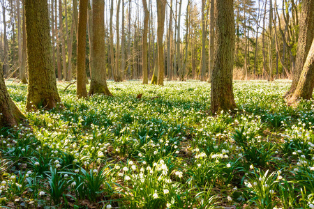 春天的雪花花 Leucojum vernum 在夕阳中绽放