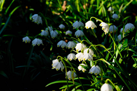 春天的雪花花 Leucojum vernum 在夕阳中绽放