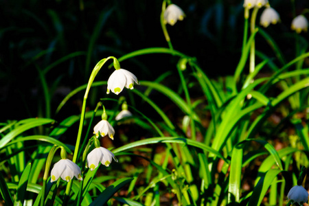 春天的雪花花 Leucojum vernum 在夕阳中绽放