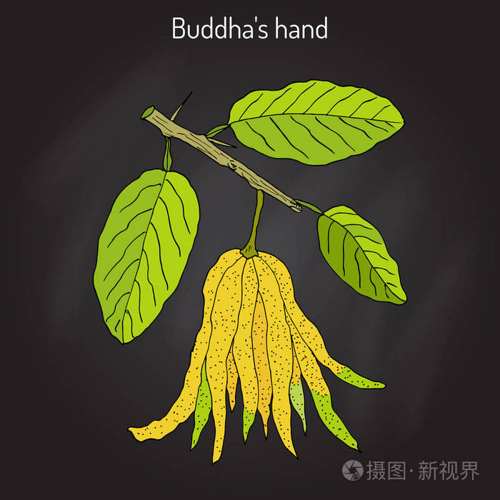 指香橼 佛手或佛的手-奇异的水果插画-正版商用图片0y194h-摄图新