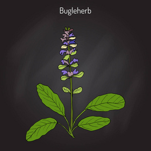 夏枯草夏枯草绢或蓝色的号角，bugleherb，carpetweed