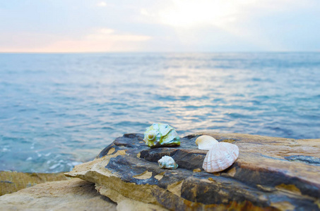 贝壳在海边的石头上