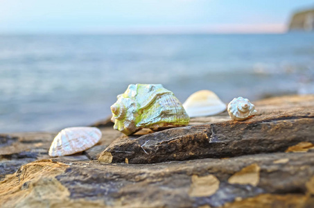 贝壳在海边的石头上