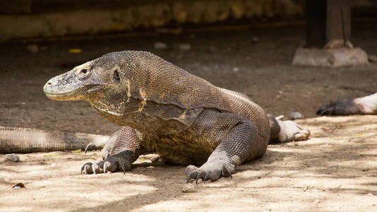 一只科莫多巨蜥龙坐仍然斜着眼睛看着科莫多国家公园