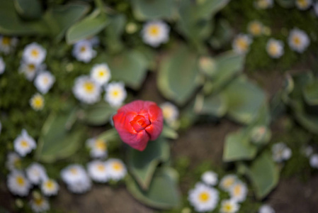 美丽的郁金香和雏菊在植物园