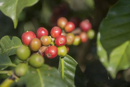 在咖啡种植园的咖啡收获