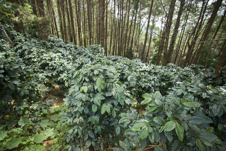 一个咖啡种植园泰国