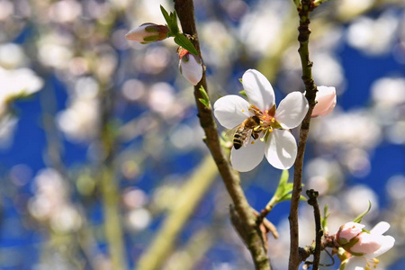 春天的背景。 美丽的开花树与蜜蜂。 自然界的花朵。