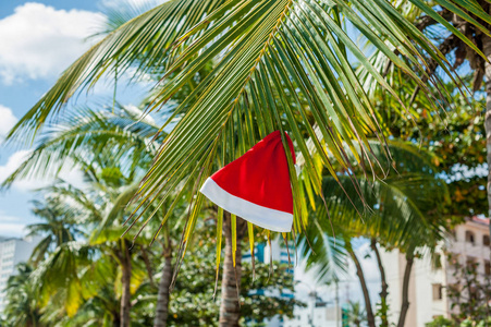 红色圣诞老人的帽子挂在棕榈树