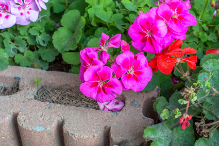 花园中粉红色的花草花特写镜头