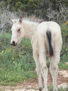 半野生奶油色的小马驹。以色列