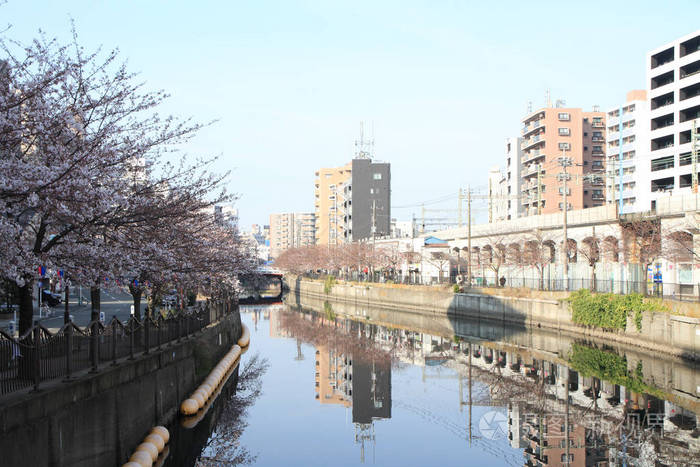 排沿大冈河横滨日本的樱花树