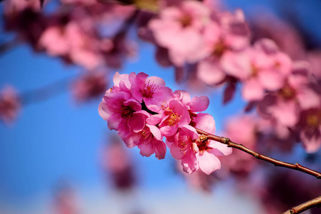 黑色梅花花枝