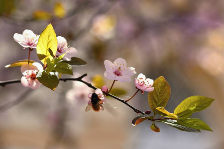 春天的花。 开得很漂亮的树枝。 樱桃樱花和太阳与自然的彩色背景。