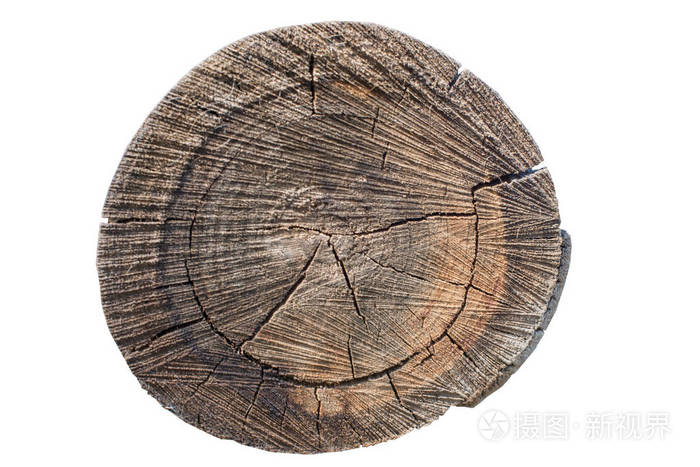 在白色背景上显示年轮的树干截面.木材木材纹理