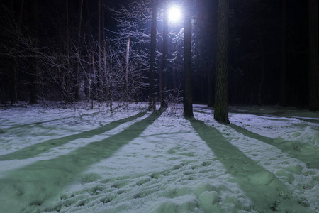 树木覆盖着雪在冬天的夜晚