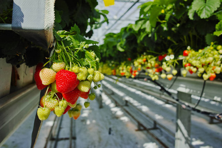 大荷兰温室，每天收获美味有机草莓生长