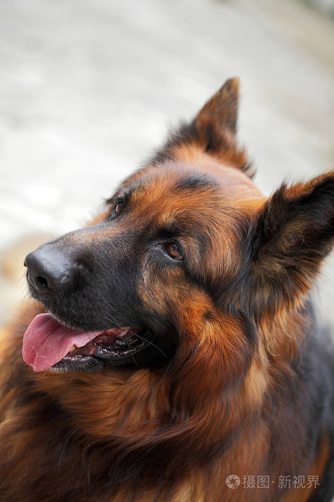 短毛德国牧羊犬