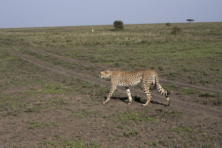 猎豹在坦桑尼亚塞伦盖蒂徘徊