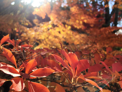 秋天的落叶，在日本京都