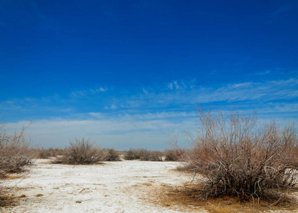 盐水，盐沼。埃托沙荒地。单身灌木。哈萨克斯坦
