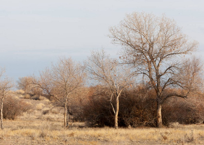 s grass with trees in the desert