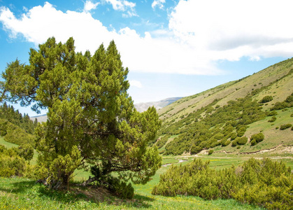 Thuja。坦山山脉。一种北美和东亚常绿针叶树，属，包括乔木。