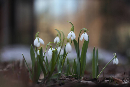 在森林空地上的雪莲花