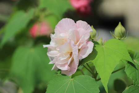 南部邦联的玫瑰木芙蓉