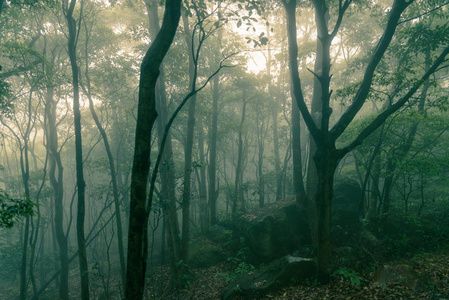 黑暗的迷雾森林与浓雾为背景