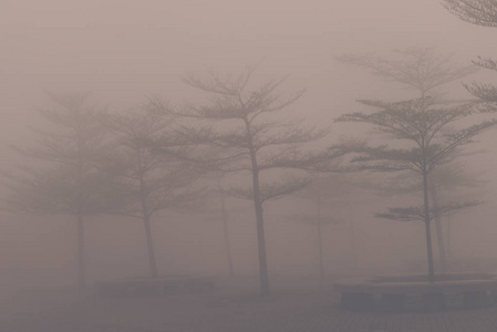 黑暗的迷雾森林与浓雾为背景