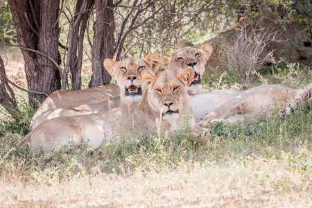 群的狮子盯着相机
