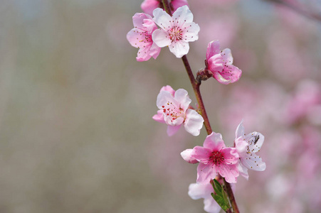 粉红色的桃花特写