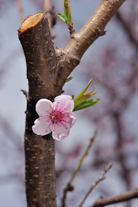 粉红桃花