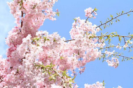 樱花在蓝蓝的天空下