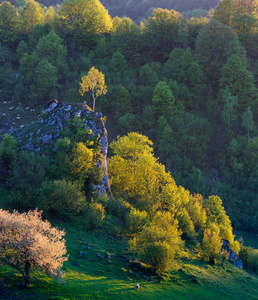 在夏天的早晨Fundatura Ponorului，罗马尼亚山风景