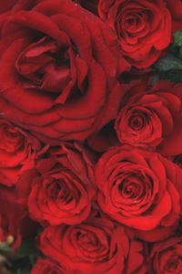 新娘花束中的红玫瑰