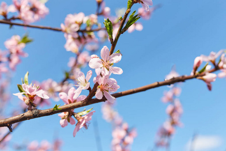 美丽的花枝