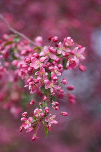 美丽的花枝