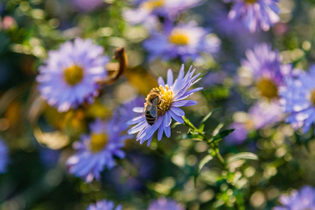 昆虫和蜜蜂近坐在田野上的花朵
