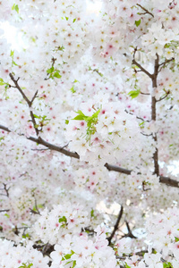 樱花花背景