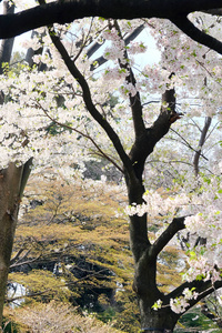 樱花花背景