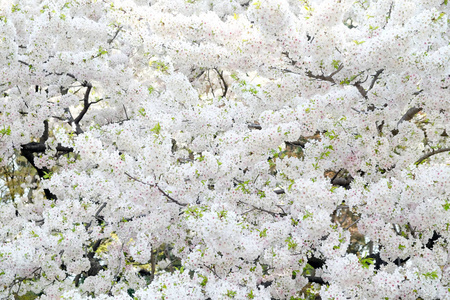 樱花花背景