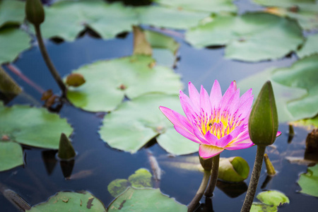 蜜蜂寻找花蜜从莲花图片